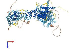 Transport and Golgi Organization 6 Homolog (TANGO6) (AA 1-1094) protein (His tag)