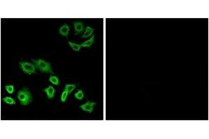 Immunofluorescence analysis of A549 cells, using RhoH Antibody. (RHOH antibody  (AA 141-190))