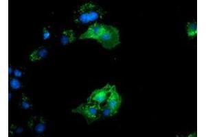 Immunofluorescence (IF) image for anti-Bridging Integrator 3 (BIN3) antibody (ABIN1496924) (BIN3 antibody)