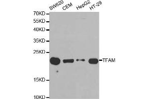 Western blot analysis of extracts of various cell lines, using TFAM antibody (ABIN5970991) at 1/1000 dilution. (TFAM antibody)