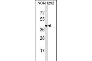 VSIG4 Antibody (C-term) (ABIN1537106 and ABIN2850296) western blot analysis in NCI- cell line lysates (35 μg/lane).