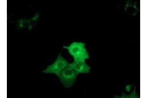 Anti-DYNC1LI1 mouse monoclonal antibody (ABIN2452969) immunofluorescent staining of COS7 cells transiently transfected by pCMV6-ENTRY DYNC1LI1 (RC222010). (DYNC1LI1 antibody)