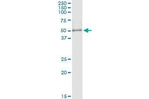 Immunoprecipitation of RPTOR transfected lysate using anti-RPTOR MaxPab rabbit polyclonal antibody and Protein A Magnetic Bead , and immunoblotted with RPTOR purified MaxPab mouse polyclonal antibody (B01P) . (Raptor antibody  (AA 1-379))