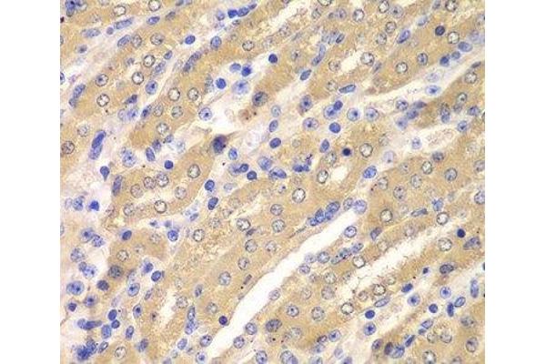 ERGIC2 antibody