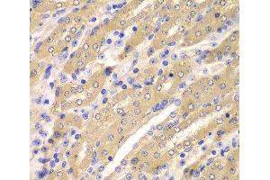 Immunohistochemistry of paraffin-embedded Mouse kidney using ERGIC2 Polyclonal Antibody at dilution of 1:100 (40x lens).