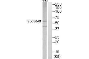 Western blot analysis of extracts from HuvEC cells, using SLC30A9 antibody. (SLC30A9 antibody  (Internal Region))