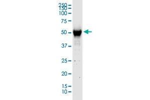 C13orf18 MaxPab rabbit polyclonal antibody. (C13orf18 antibody  (AA 1-595))