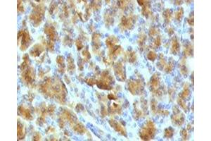IHC testing of FFPE mouse pancreas with Elastase 3B antibody. (Elastase 3B antibody  (AA 82-238))