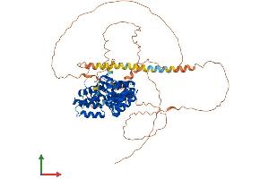 AlphaFold protein structure predicition of Human Recombinant PEX5L Protein, UniprotID Q8IYB4 (Peroxisomal Biogenesis Factor 5-Like (PEX5L) (AA 1-626) protein (His tag))