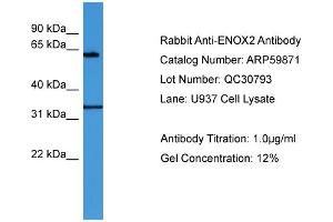 WB Suggested Anti-ENOX2  Antibody Titration: 0. (ENOX2 antibody  (N-Term))