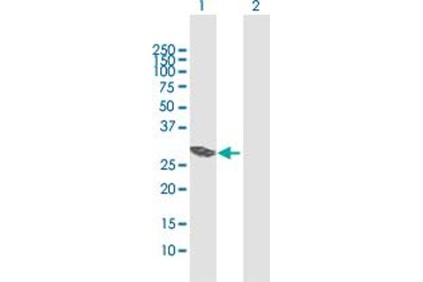VTI1B antibody  (AA 1-232)