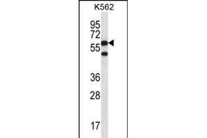 CCT8 Antibody (C-term) (ABIN656431 and ABIN2845721) western blot analysis in K562 cell line lysates (35 μg/lane).