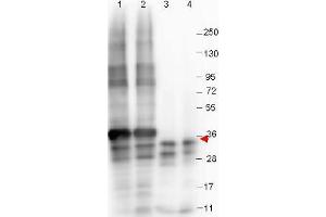 Image no. 1 for anti-Growth Differentiation Factor 15 (GDF15) (N-Term) antibody (ABIN1101713) (GDF15 antibody  (N-Term))