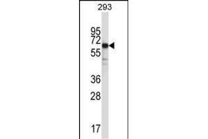 SYT6 Antibody (C-term) (ABIN657471 and ABIN2846499) western blot analysis in 293 cell line lysates (35 μg/lane). (SYT6 antibody  (C-Term))