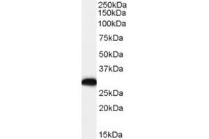 ABIN185311 (0. (EFHD2 antibody  (C-Term))