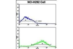 Flow cytometric analysis of NCI- cells using ACK1 Antibody (N-term)(bottom histogram) compared to a negative control cell (top histogram).