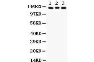 Anti- ATP1A1 Picoband antibody, Western blotting All lanes: Anti ATP1A1  at 0. (ATP1A1 antibody  (N-Term))