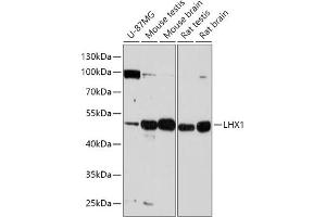 Western blot analysis of extracts of various cell lines, using LHX1 antibody (ABIN7268260) at 1:1000 dilution. (LHX1 antibody  (AA 120-180))