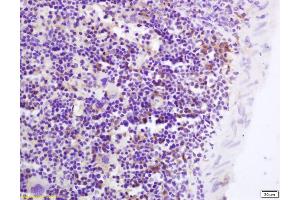 Formalin-fixed and paraffin embedded mouse spleen labeled with Anti-GPR43 Polyclonal Antibody, Unconjugated (ABIN1713521) at 1:200 followed by conjugation to the secondary antibody and DAB staining (FFAR2 antibody  (AA 41-140))