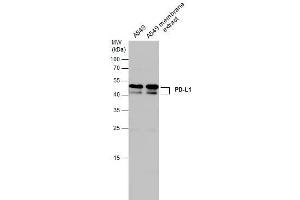 WB Image A549 whole cell and membrane extracts (30 μg) were separated by 12% SDS-PAGE, and the membrane was blotted with PD-L1 antibody , diluted at 1:500.