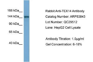 WB Suggested Anti-TEX14  Antibody Titration: 0. (TEX14 antibody  (Middle Region))