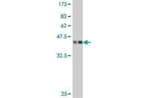 Western Blot detection against Immunogen (37. (RPP29 antibody  (AA 121-220))