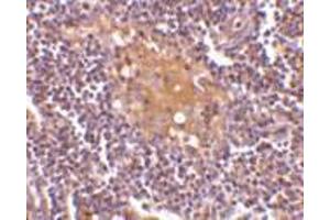 Immunohistochemistry of AIM in human lymph node tissue with AIM antibody at 10 μg/ml. (CD5L antibody  (C-Term))