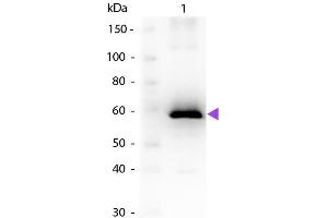 Western Blot of Goat anti-Luciferase Antibody. (Luciferase antibody)