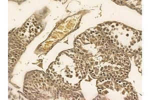 TFIP11 Mouse Monoclonal Antibody at 1/100 staining mouse testis tissue by IHC-P.