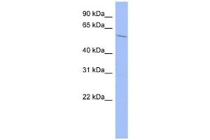 WB Suggested Anti-IGF2BP2 Antibody Titration:  0. (IGF2BP2 antibody  (Middle Region))