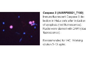 Image no. 2 for anti-Caspase 3 (CASP3) (N-Term) antibody (ABIN2774596) (Caspase 3 antibody  (N-Term))