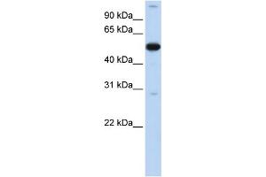 WB Suggested Anti-ZNF500 Antibody Titration:  0.