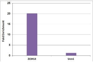 5-Methylcytosine (5-mC) antibody (mAb) tested by Methyl-DNA Immunoprecipitation (MeDIP). (5-Methylcytosine antibody)