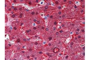 Immunohistochemical analysis of paraffin-embedded human Liver tissues using BHMT mouse mAb