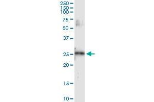 Immunoprecipitation of VEGFB transfected lysate using anti-VEGFB MaxPab rabbit polyclonal antibody and Protein A Magnetic Bead , and immunoblotted with VEGFB purified MaxPab mouse polyclonal antibody (B01P) . (VEGFB antibody  (AA 1-207))