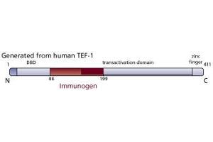 Image no. 1 for anti-TEA Domain Family Member 1 (SV40 Transcriptional Enhancer Factor) (TEAD1) (AA 86-199) antibody (ABIN968252) (TEAD1 antibody  (AA 86-199))