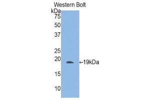 Western Blotting (WB) image for anti-Integrin alpha M (ITGAM) (AA 301-451) antibody (ABIN1859496) (CD11b antibody  (AA 301-451))