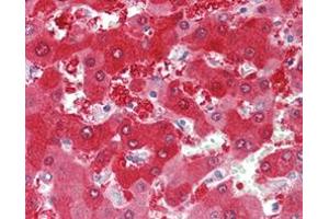 Immunohistochemical staining (Formalin-fixed paraffin-embedded sections) of human liver with CYP1A1 monoclonal antibody, clone 6G5 .