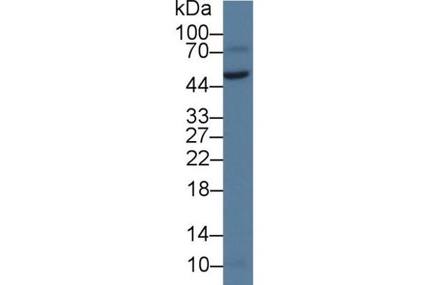VWA1 antibody  (AA 42-289)