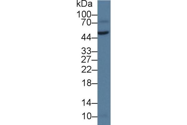 VWA1 antibody  (AA 42-289)