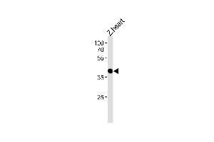 DANRE ccdc89 Antibody (C-term) Azb10026b western blot analysis in zebra fish heart tissue lysates (35 μg/lane). (CCDC89 antibody  (C-Term))