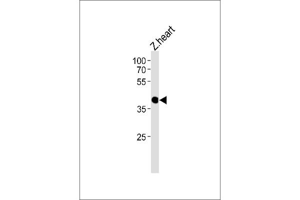 CCDC89 antibody  (C-Term)