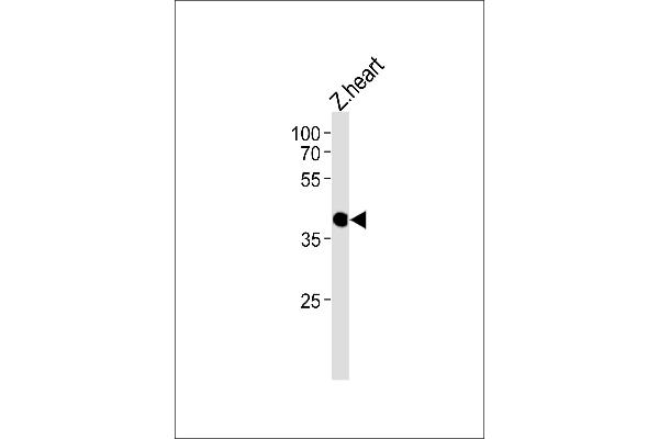 CCDC89 antibody  (C-Term)