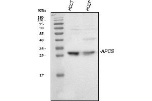 Western blot analysis of Serum Amyloid P/APCS using anti-Serum Amyloid P/APCS antibody (ABIN5693182). (APCS antibody  (AA 20-220))