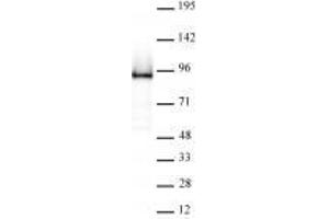 Rad21 antibody (rAb) tested by Western blot. (Recombinant RAD21 antibody  (N-Term))