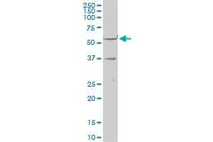 RXRG MaxPab rabbit polyclonal antibody. (Retinoid X Receptor gamma antibody  (AA 1-463))