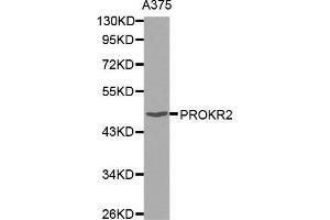Western blot analysis of extracts of A375 cell line, using PROKR2 antibody. (Prokineticin Receptor 2 antibody)