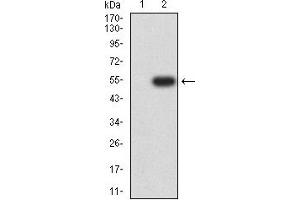 Western blot analysis using CD154 mAb against HEK293 (1) and CD154 (AA: extra 47-261)-hIgGFc transfected HEK293 (2) cell lysate.