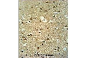 GT1 Antibody (C-term) (ABIN650929 and ABIN2839998) iunohistochemistry analysis in formalin fixed and paraffin embedded human brain tissue followed by peroxidase conjugation of the secondary antibody and DAB staining. (MMGT1 antibody  (C-Term))