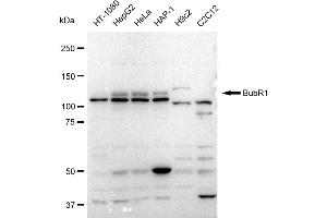 Western blotting analysis using BubR1 antibody (ABIN7797805).